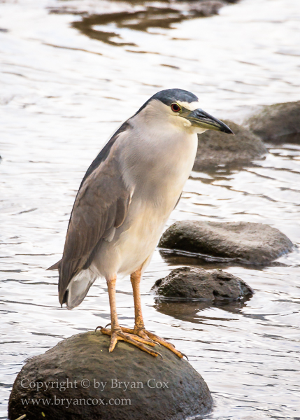 Image of Black-crowned Night Heron