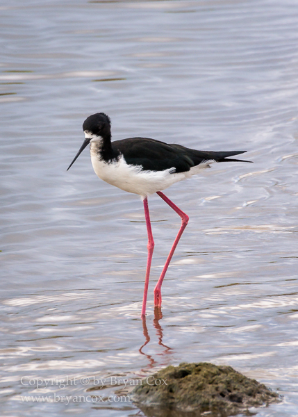 Image of Hawiian Stilt