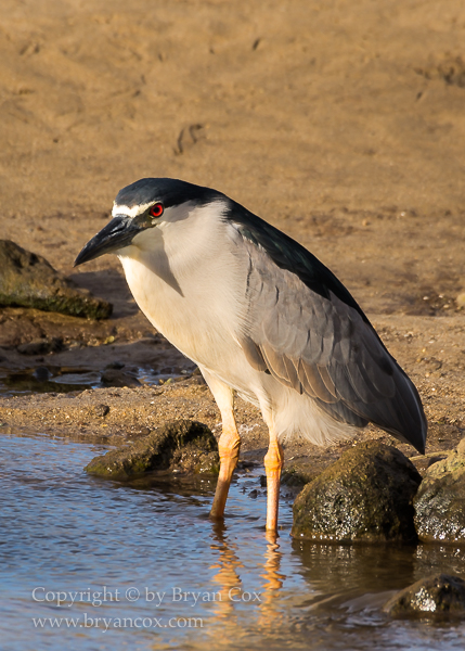 Image of Black-crowned Night Heron