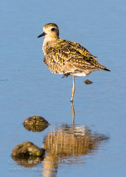 Image of Pacific Golden Plover