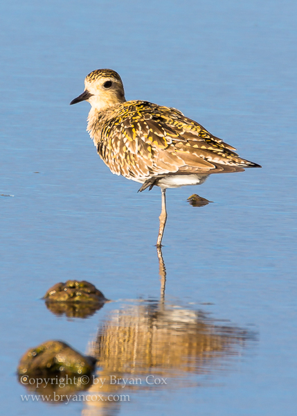 Image of Pacific Golden Plover