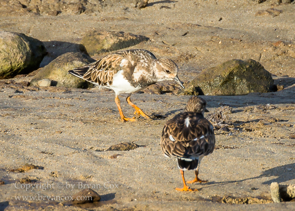 Image of Ruddy Turnstone