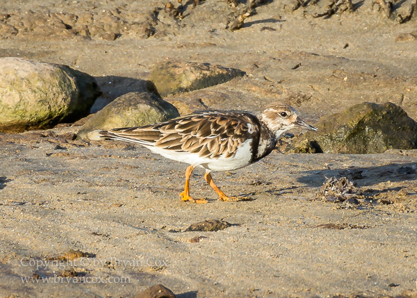 Image of Ruddy Turnstone