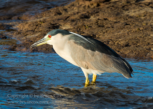 Image of Black-crowned Night Heron