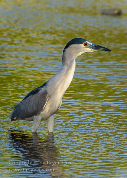 Image of Black-crowned Night Heron