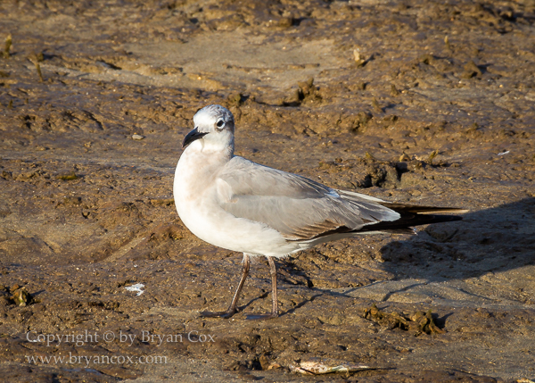 Image of Laughing Gull