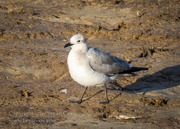 Image of Laughing Gull