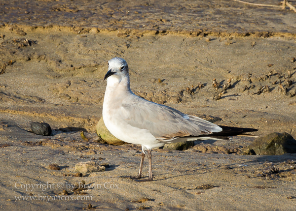 Image of Laughing Gull
