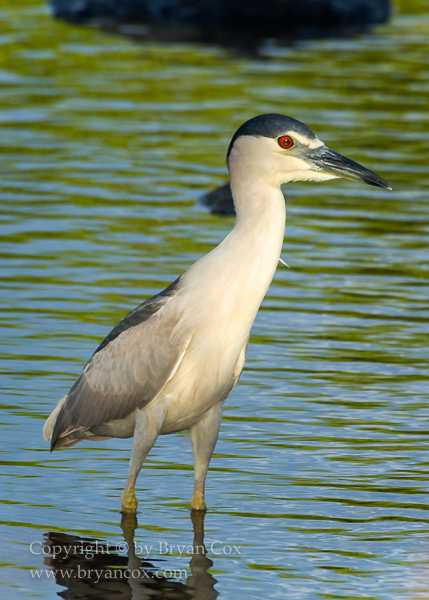 Image of Black-crowned Night Heron