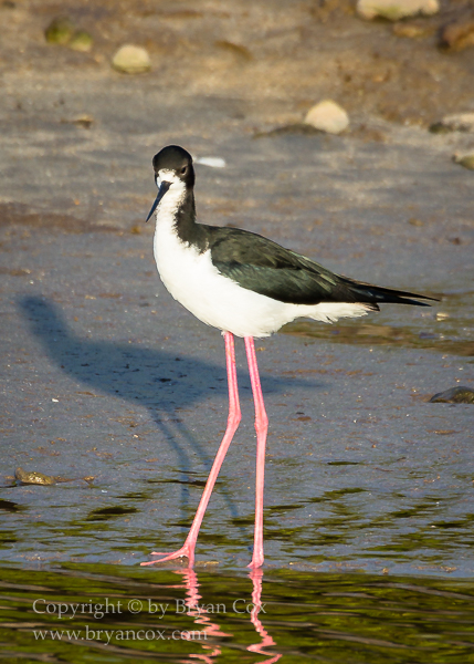 Image of Hawiian Stilt