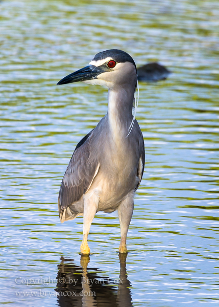 Image of Black-crowned Night Heron