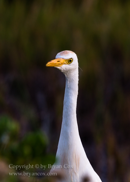 Image of Cattle Egret