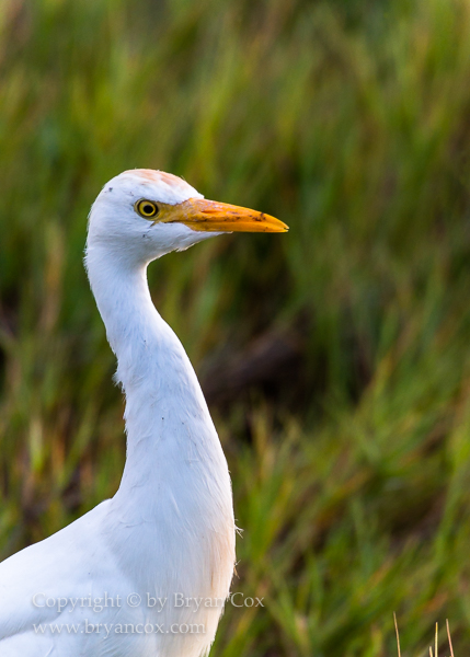 Image of Cattle Egret