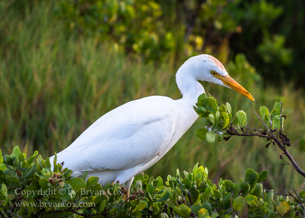 Image of Cattle Egret