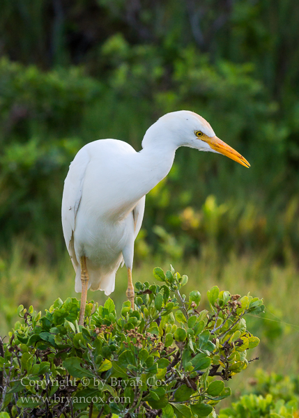 Image of Cattle Egret
