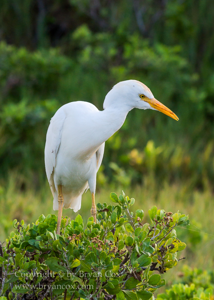 Image of Cattle Egret