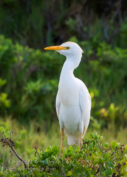 Image of Cattle Egret