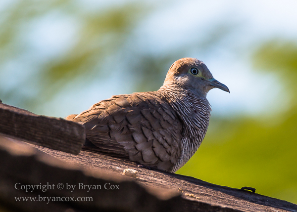 Image of Zebra Dove