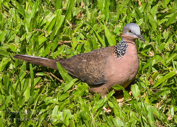 Image of Spotted Dove