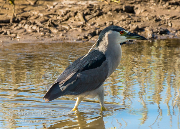 Image of Black-crowned Night Heron