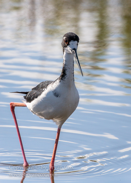 Image of Hawiian Stilt