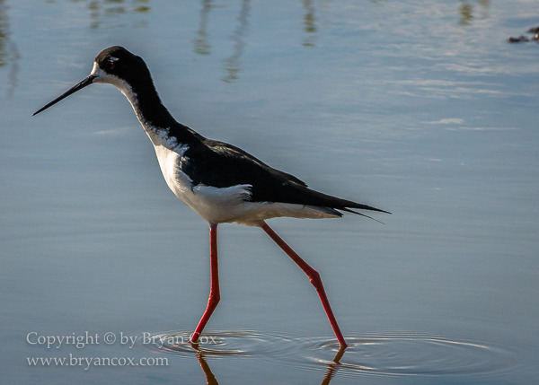 Image of Hawiian Stilt