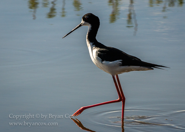 Image of Hawiian Stilt