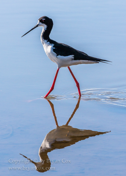 Image of Hawiian Stilt