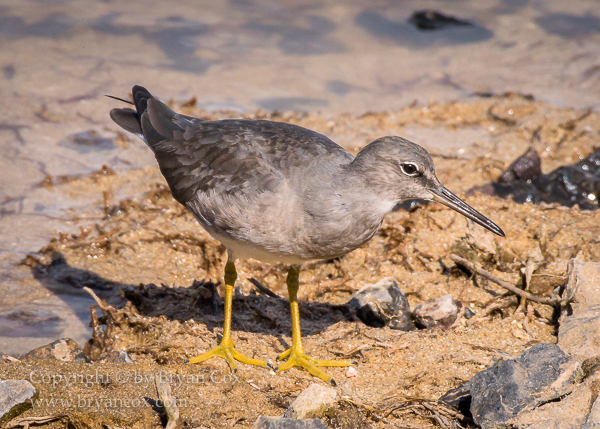 Image of Wandering Tattler