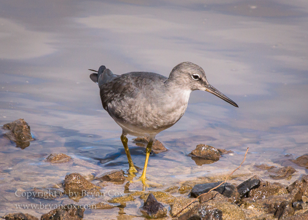 Image of Wandering Tattler