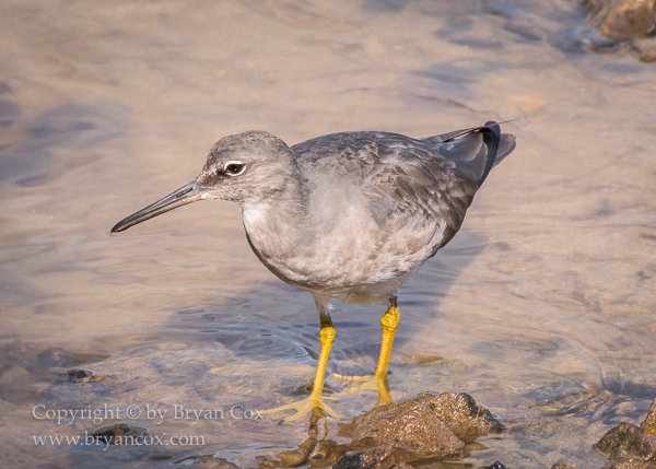 Image of Wandering Tattler