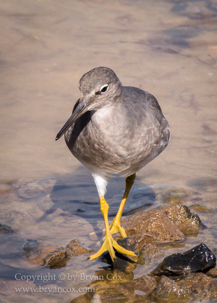 Image of Wandering Tattler