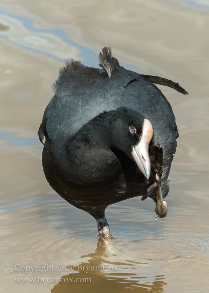 Image of Hawaiian Coot
