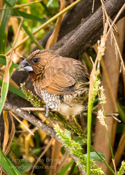 Image of Scaly-breasted Munia