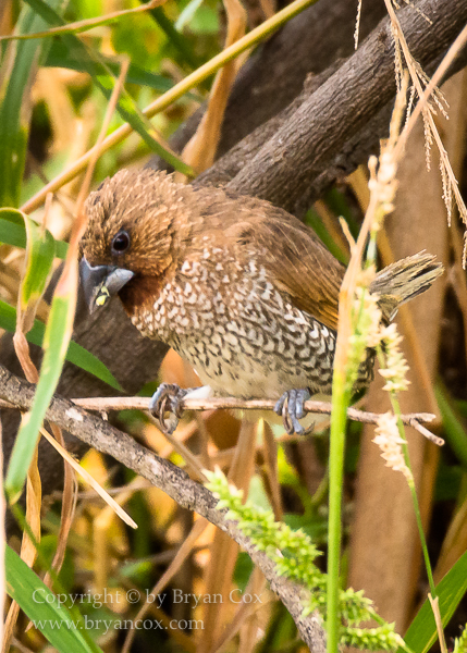Image of Scaly-breasted Munia