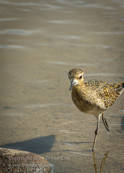 Image of Pacific Golden Plover