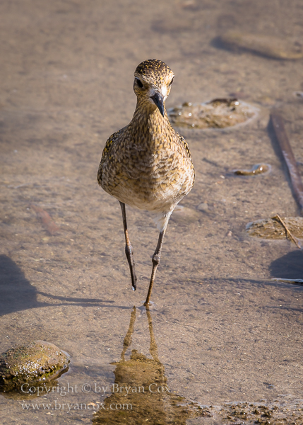 Image of Pacific Golden Plover