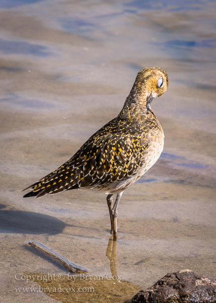 Image of Pacific Golden Plover