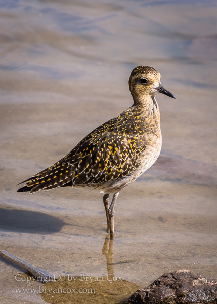 Image of Pacific Golden Plover