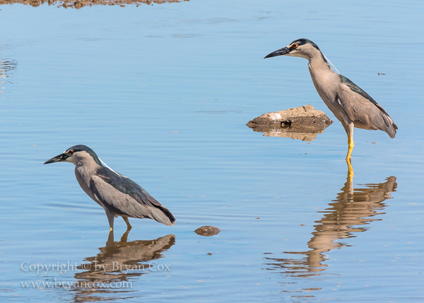 Image of Black-crowned Night Heron