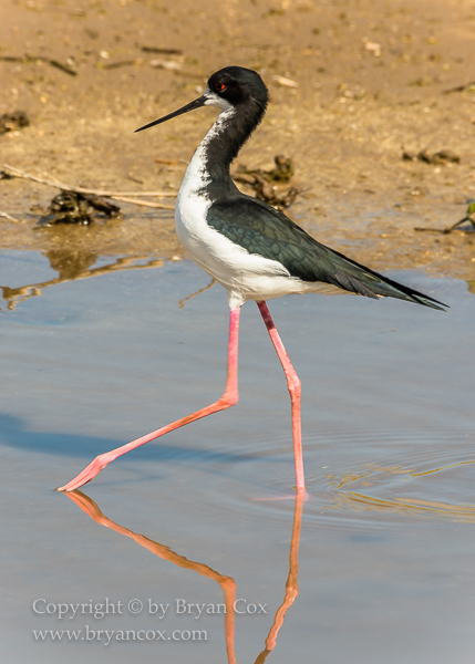 Image of Hawaiian Stilt