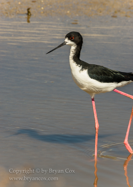 Image of Hawaiian Stilt