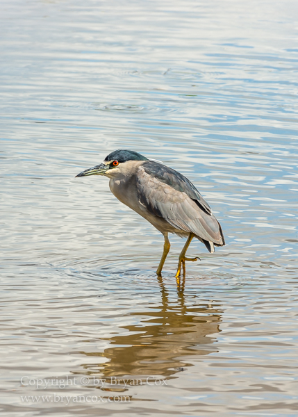Image of Black-crowned Night Heron