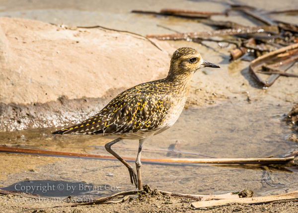 Image of Pacific Golden Plover
