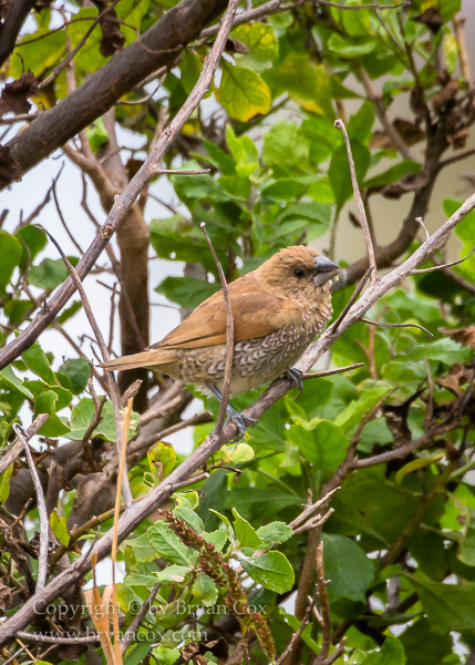 Image of Scaly-breasted Munia