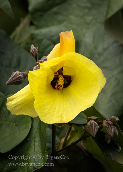 Image of Hibiscus tiliaceus