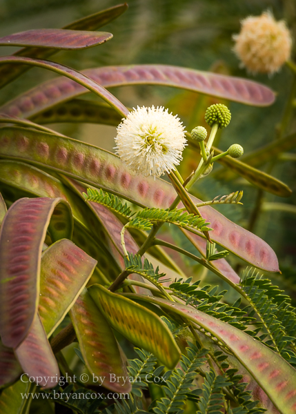 Image of White Leadtree (Leucaena leucocephala)