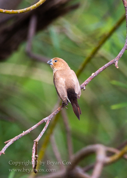 Image of African silverbill