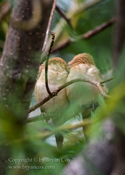 Image of African silverbill