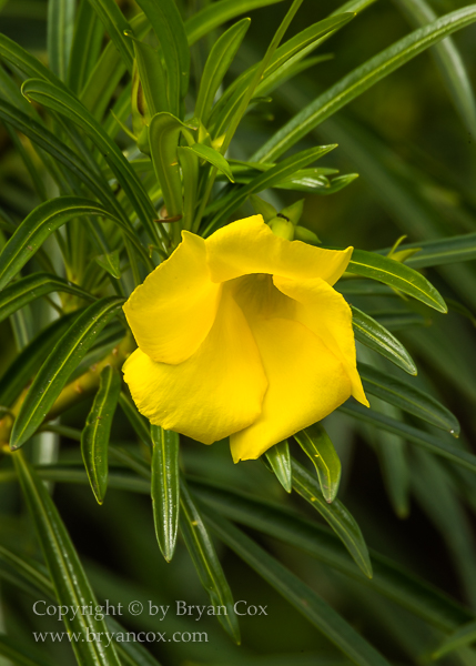 Image of Thevetia peruviana